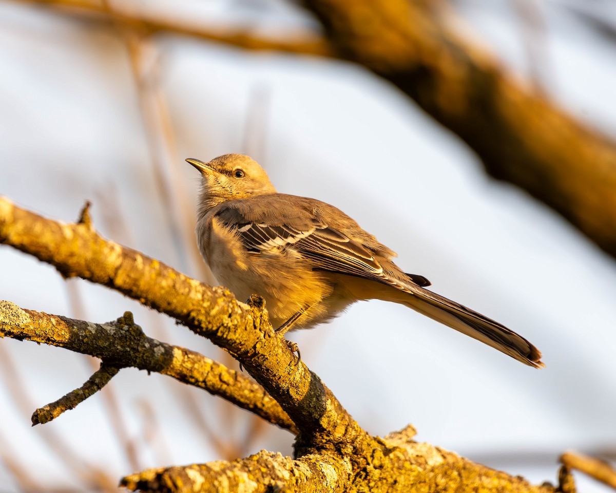 Northern Mockingbird - ML611408958