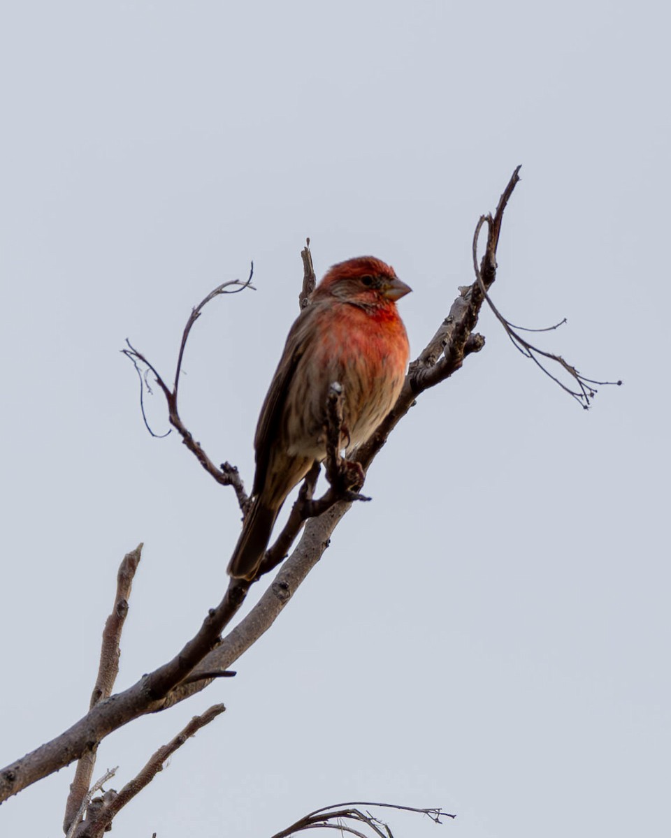 House Finch - ML611409008