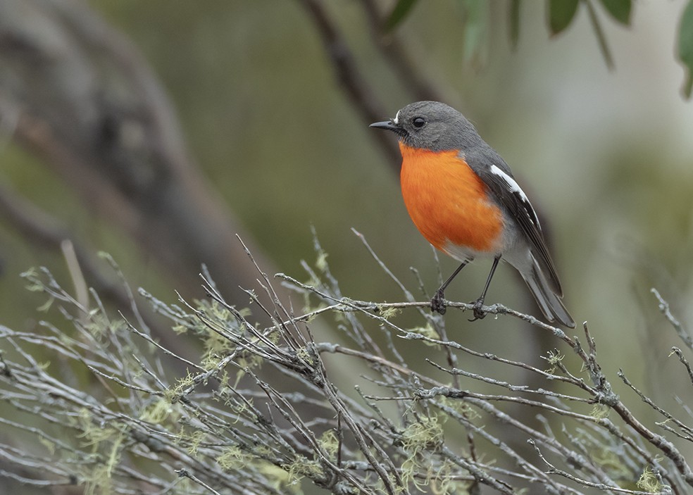 Flame Robin - Andres Vasquez Noboa