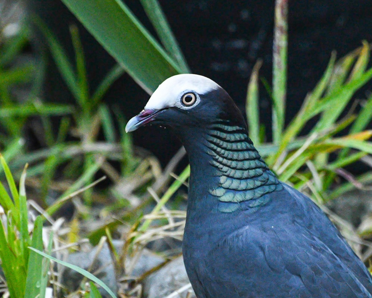 White-crowned Pigeon - ML611409101