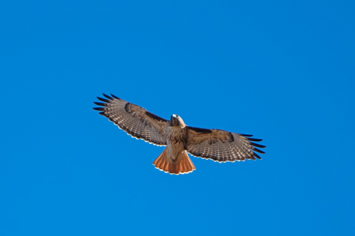 Red-tailed Hawk - ML611409146