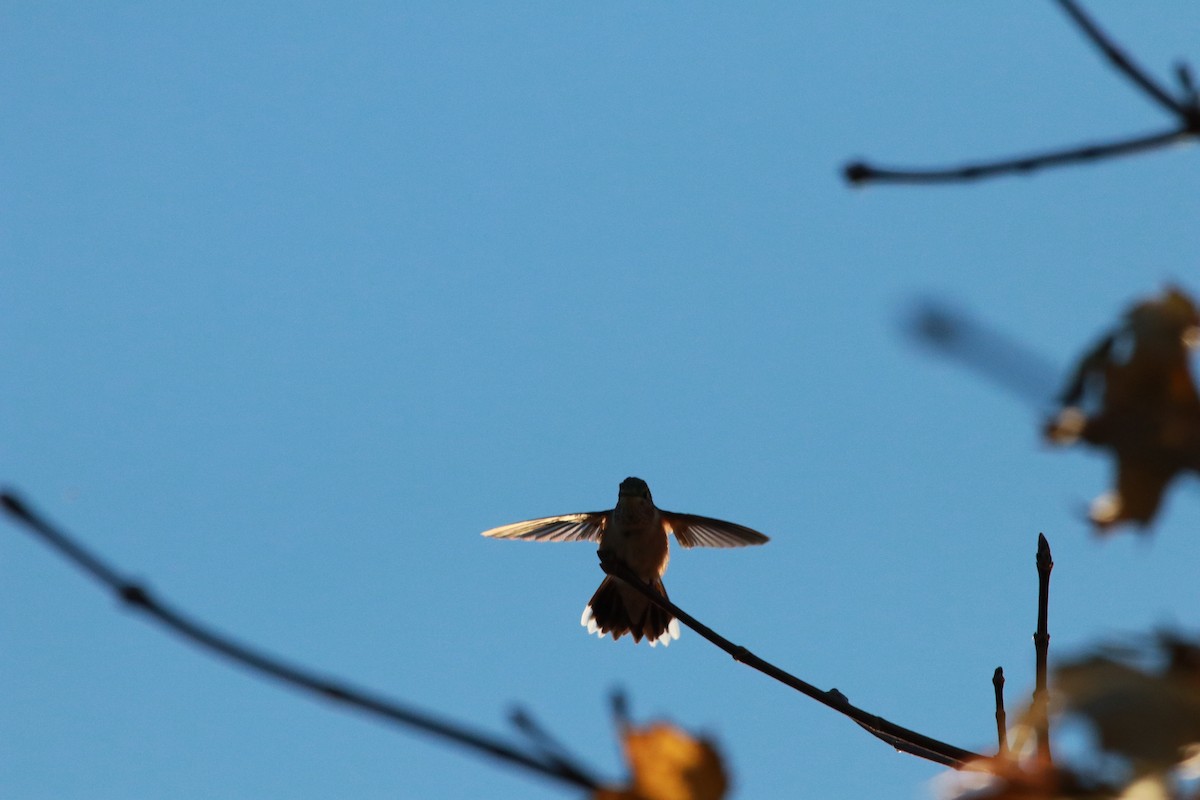 Broad-tailed Hummingbird - ML611409226