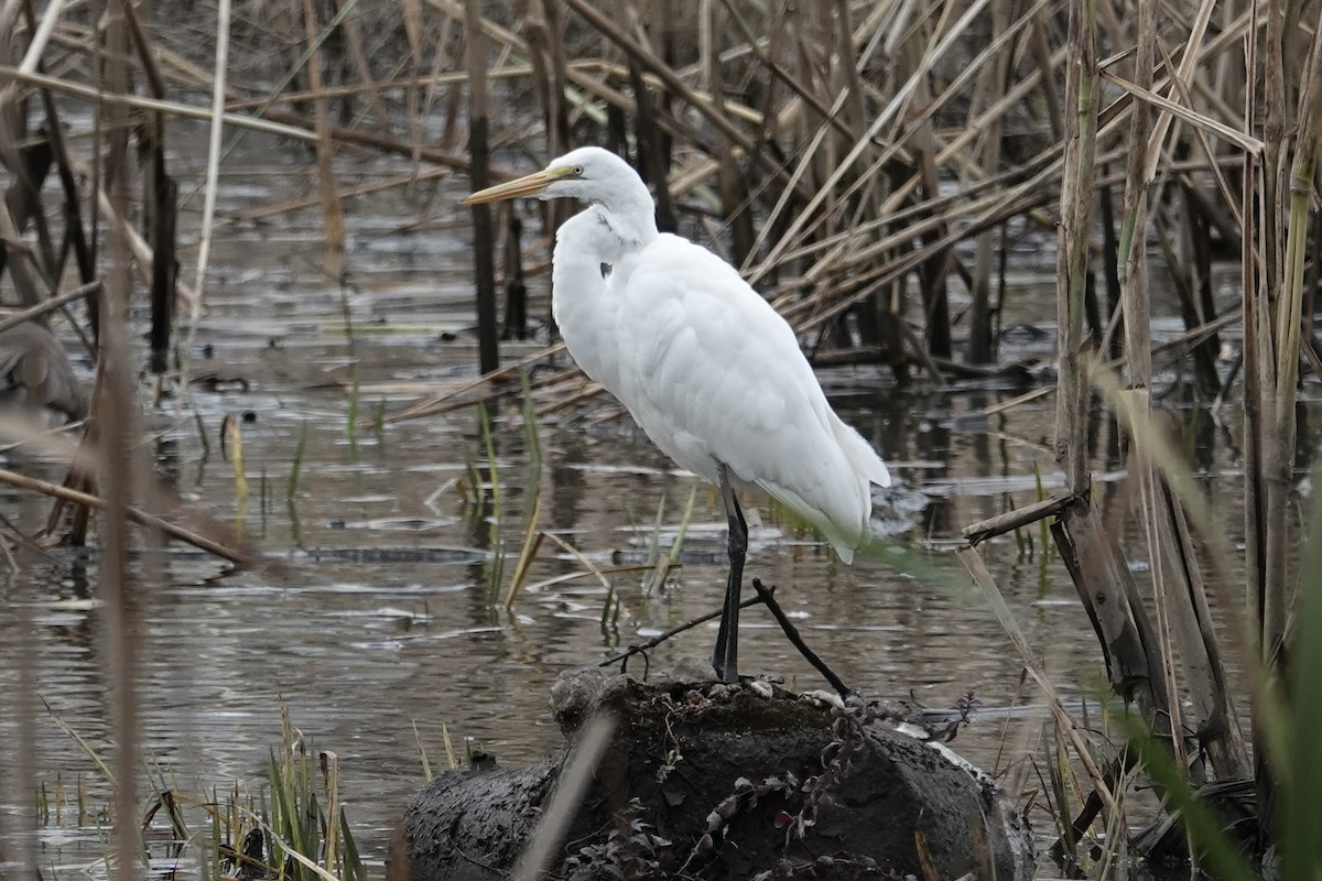 Great Egret - ML611409397