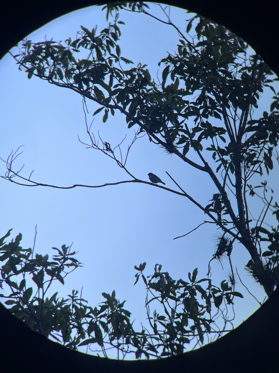 Azure-rumped Tanager - Augie Kramer