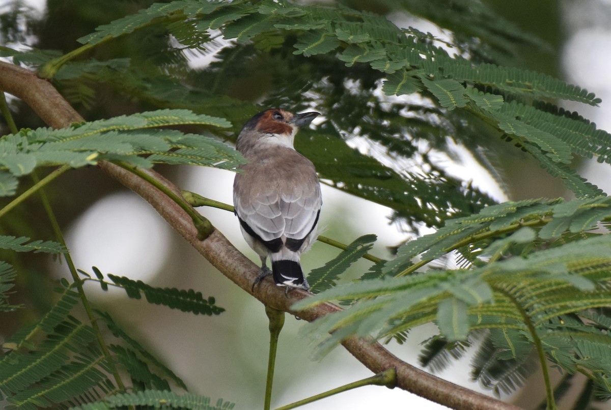 Black-crowned Tityra - Dimitris Dimopoulos