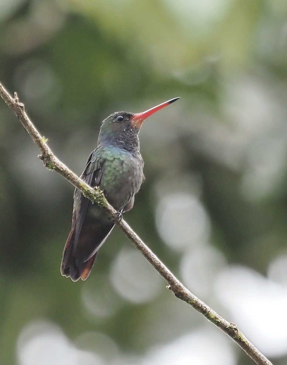 Rufous-throated Sapphire - Suzette Stitely