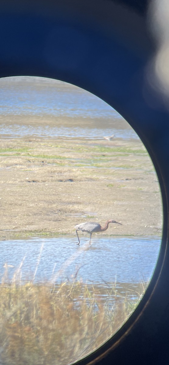 Reddish Egret - Walter Piper