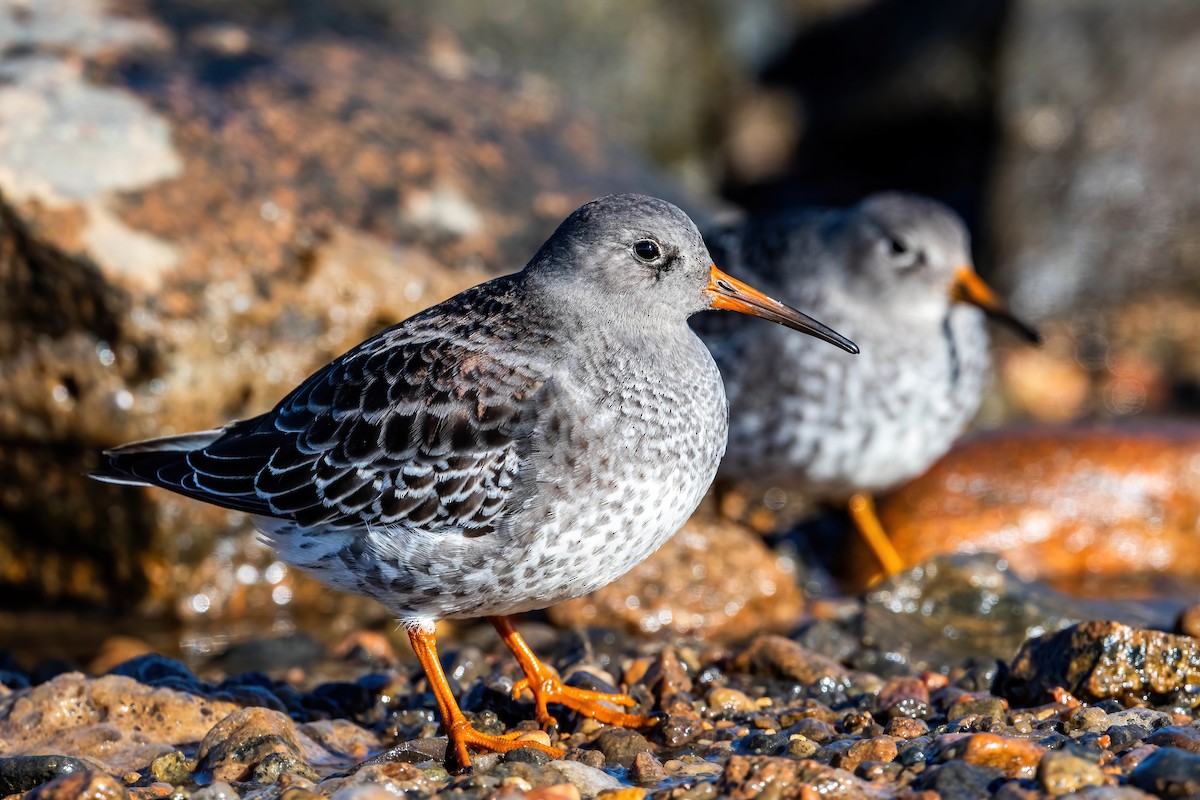 Purple Sandpiper - Guy Tremblay