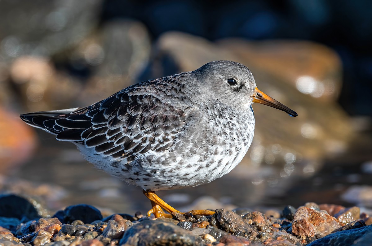 Purple Sandpiper - Guy Tremblay