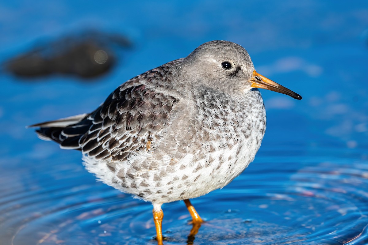 Purple Sandpiper - Guy Tremblay