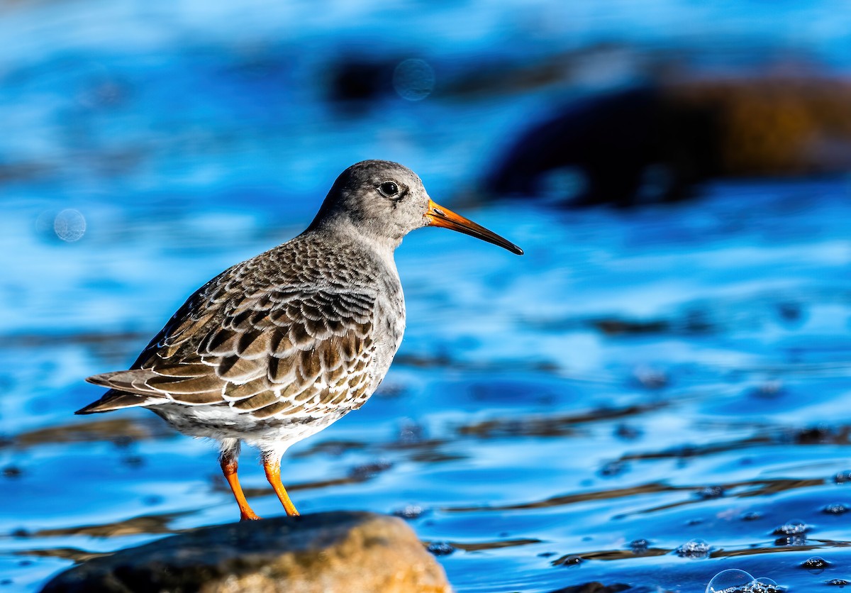 Purple Sandpiper - Guy Tremblay