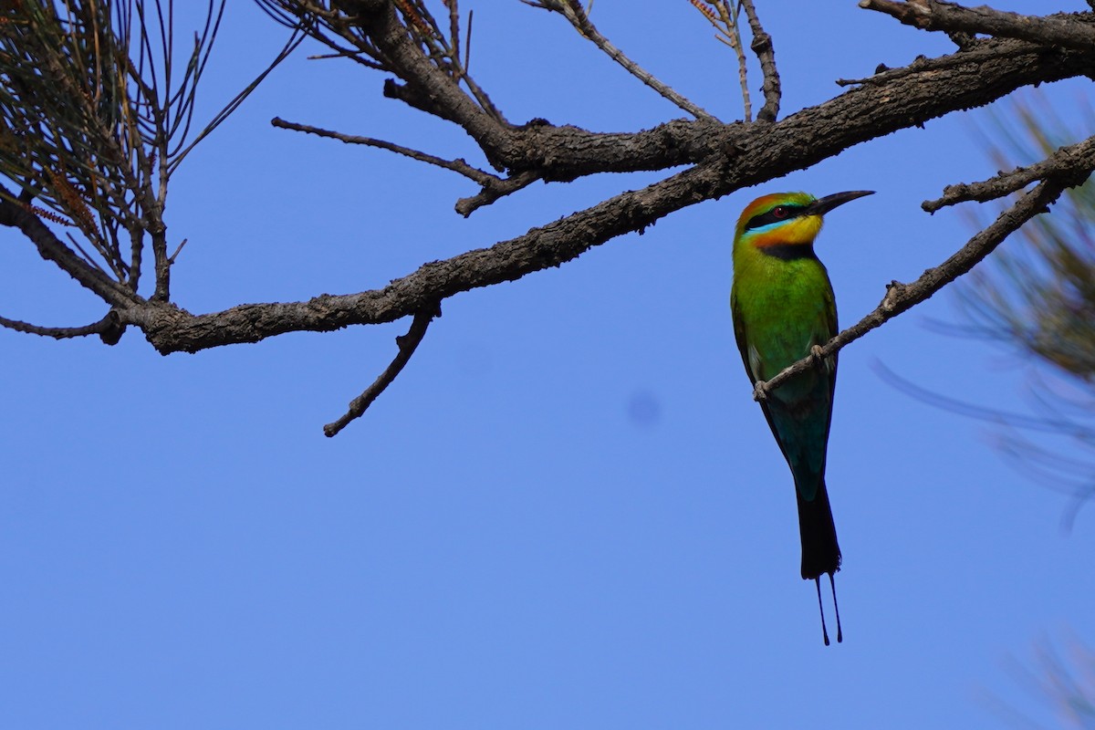 Rainbow Bee-eater - ML611409552