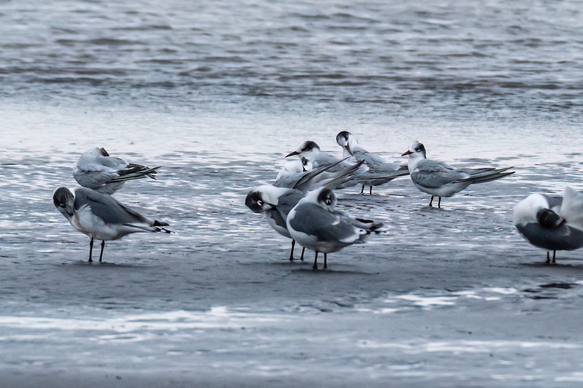 Common Tern - ML611409701