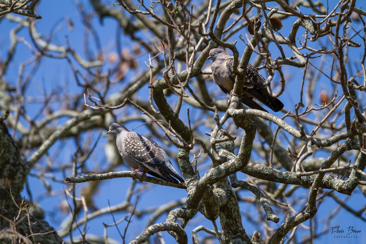 Spot-winged Pigeon - ML611409703