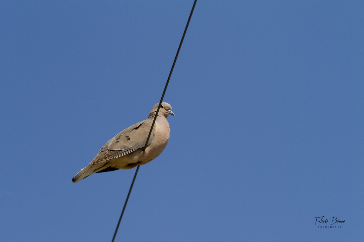 Eared Dove - Flavio Bruno