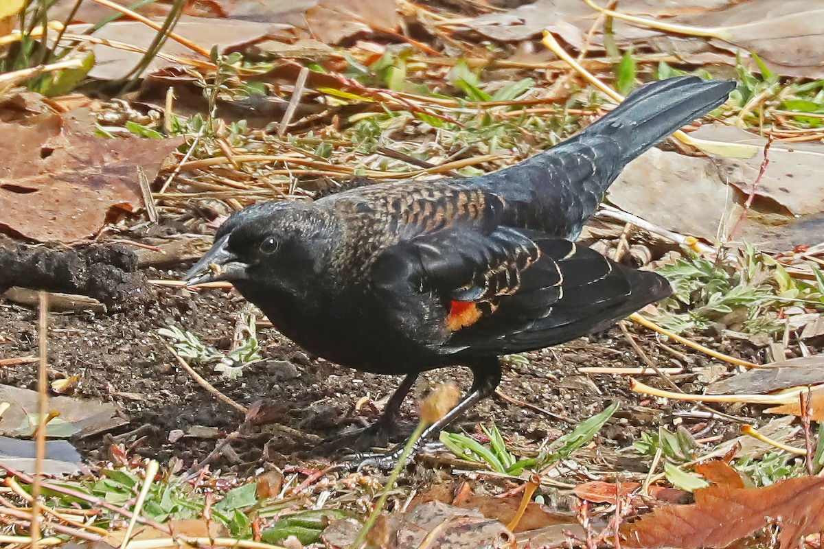 Red-winged Blackbird - ML611409718