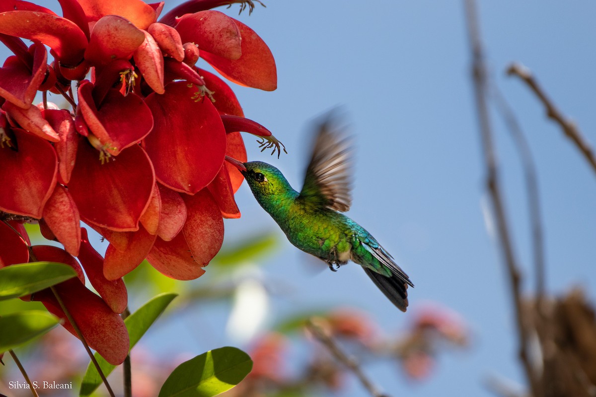 Glittering-bellied Emerald - ML611409720