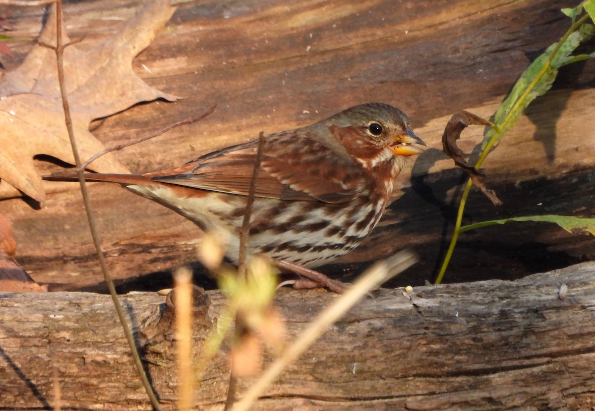 Fox Sparrow (Red) - Steven C