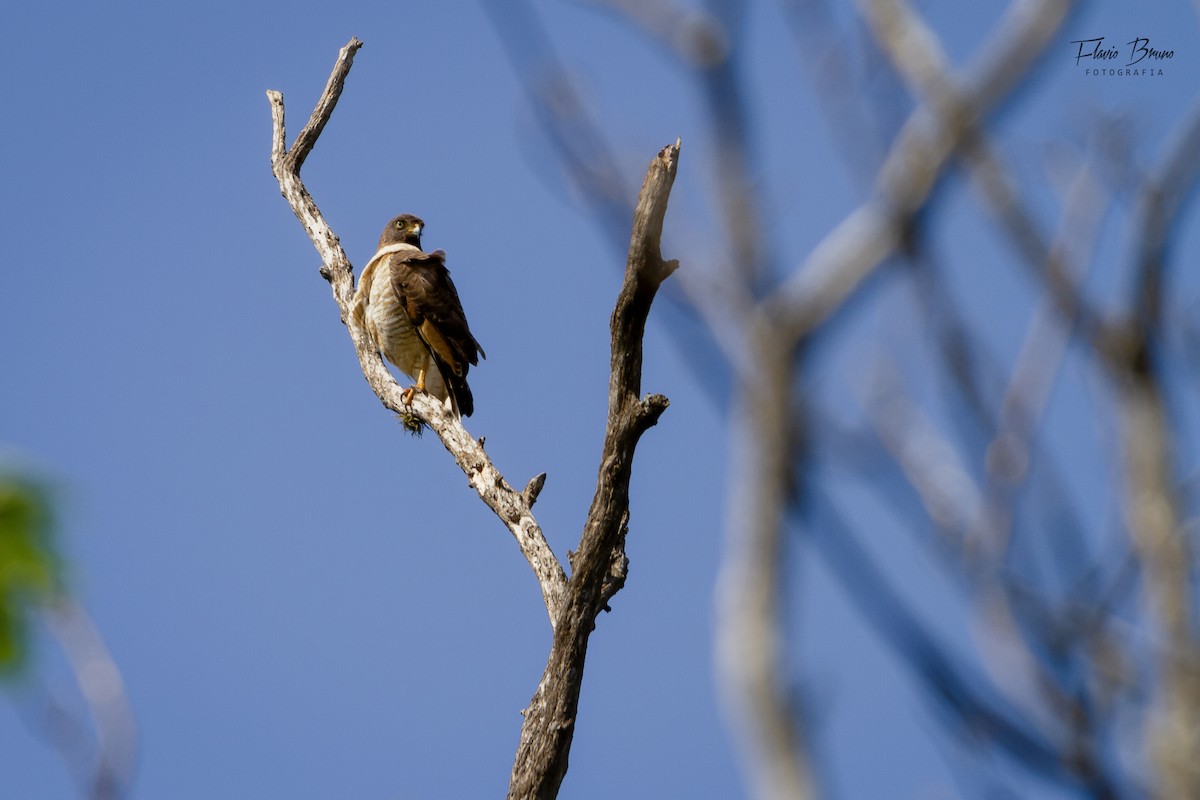 Roadside Hawk - Flavio Bruno