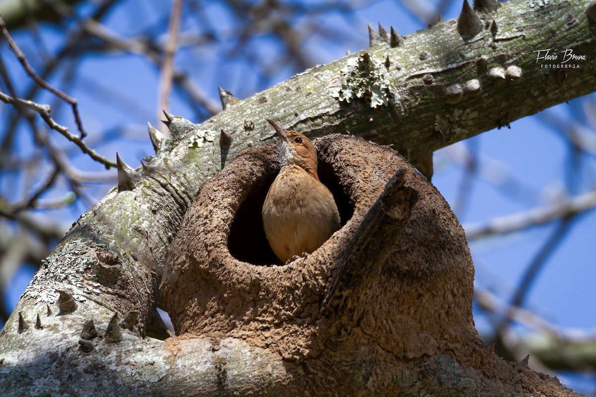 Rufous Hornero - Flavio Bruno