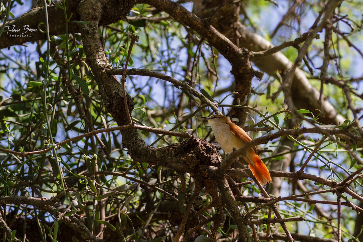 Yellow-chinned Spinetail - ML611409748