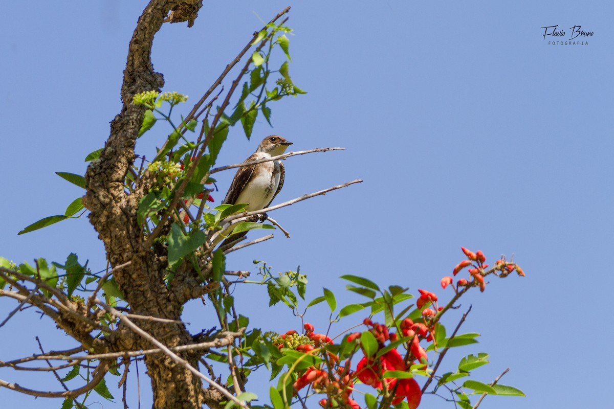 Brown-chested Martin - ML611409756