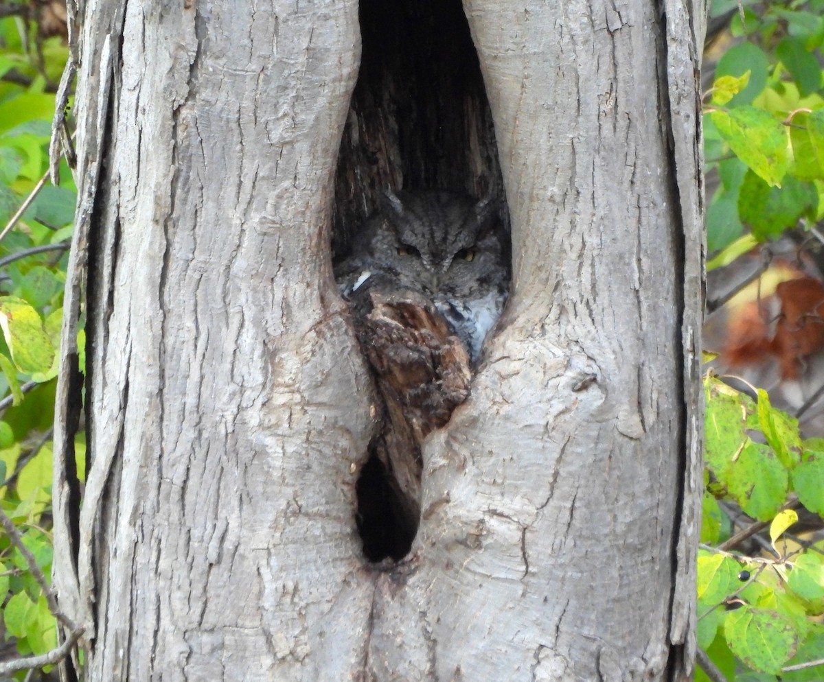 Eastern Screech-Owl - ML611409762