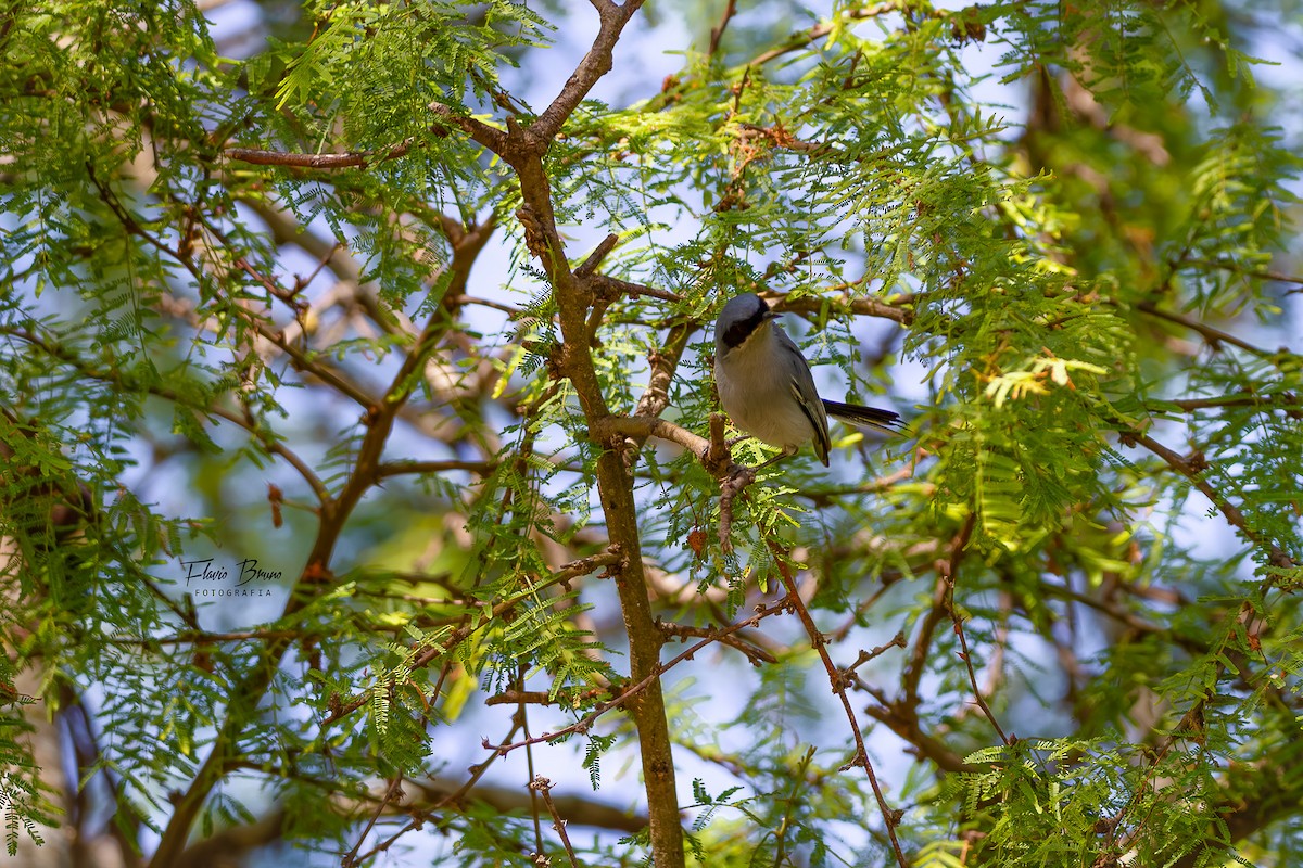 Masked Gnatcatcher - ML611409764