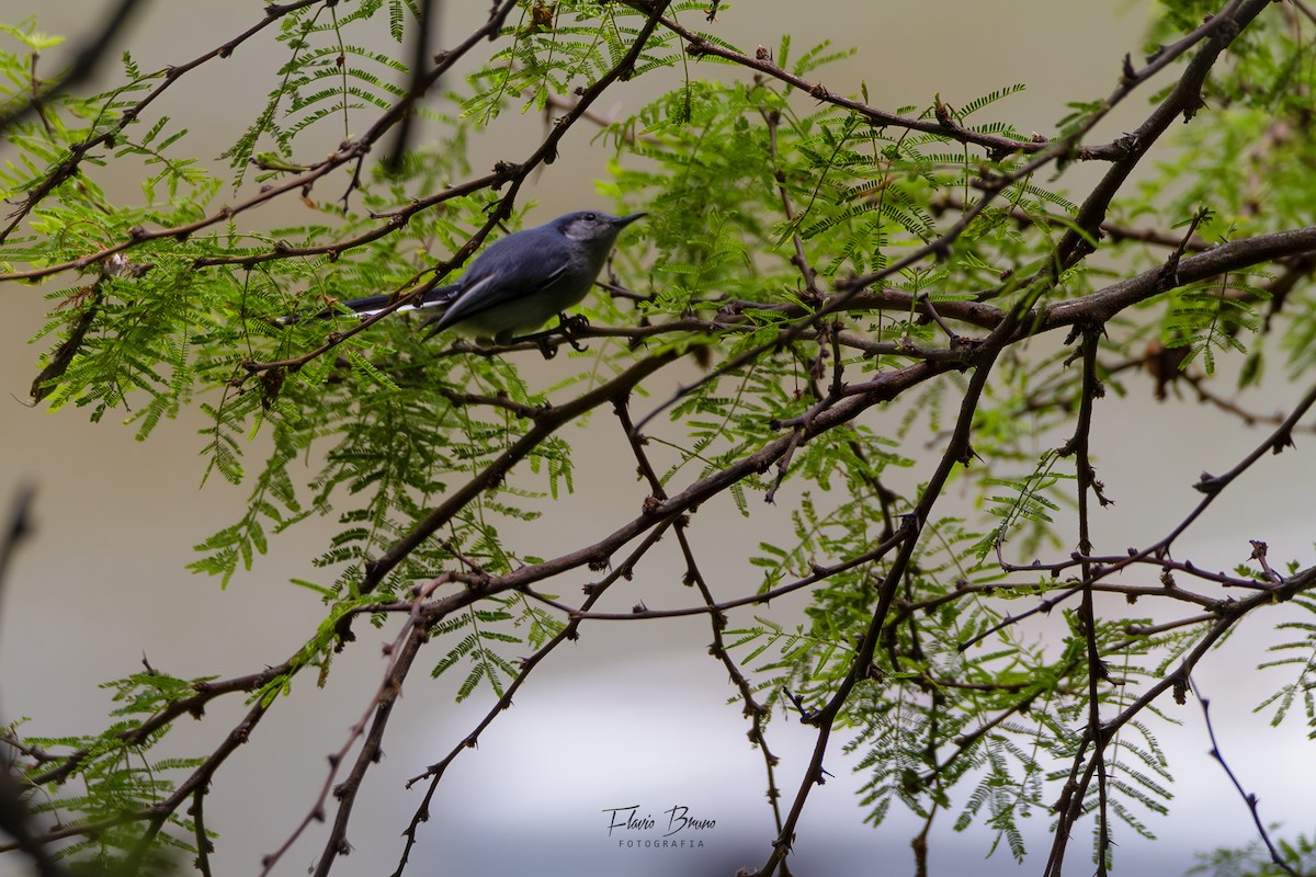 Masked Gnatcatcher - ML611409765