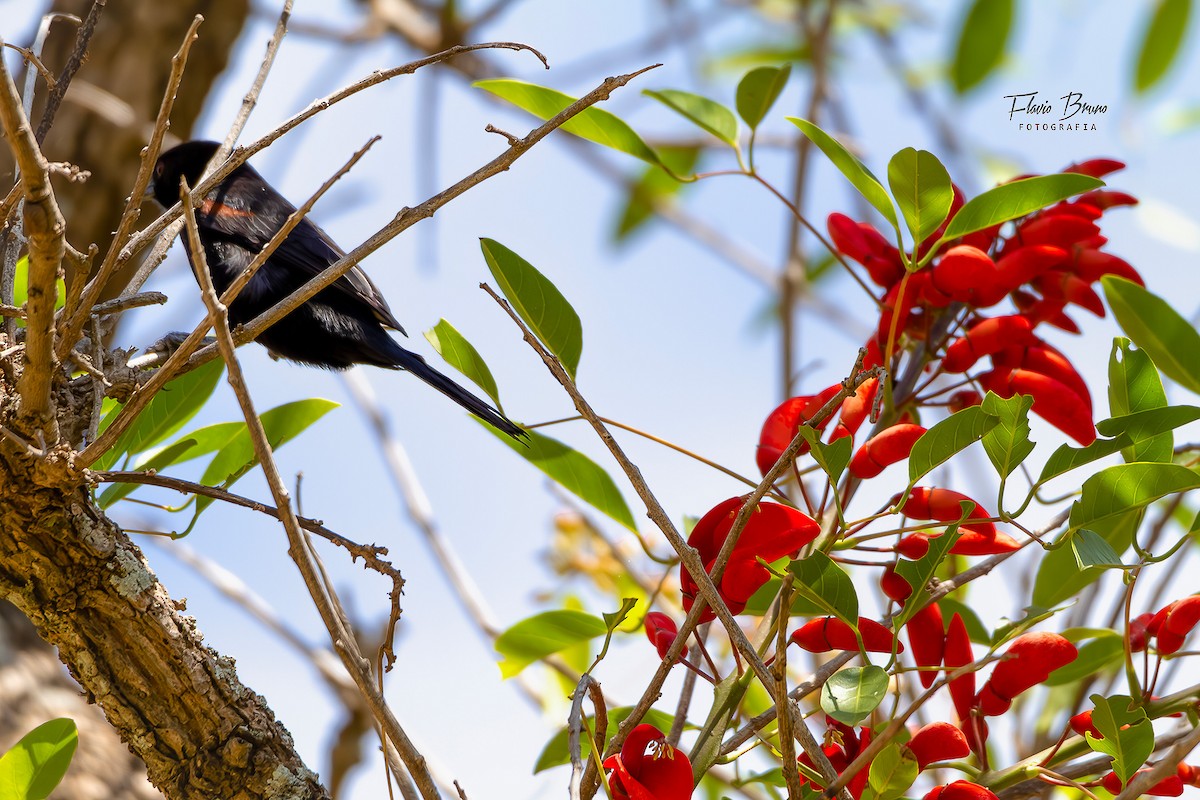 Variable Oriole - Flavio Bruno