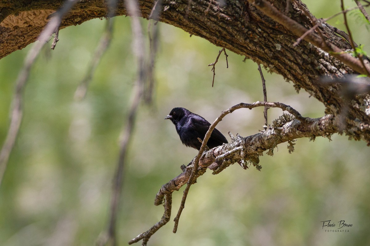 Shiny Cowbird - Flavio Bruno