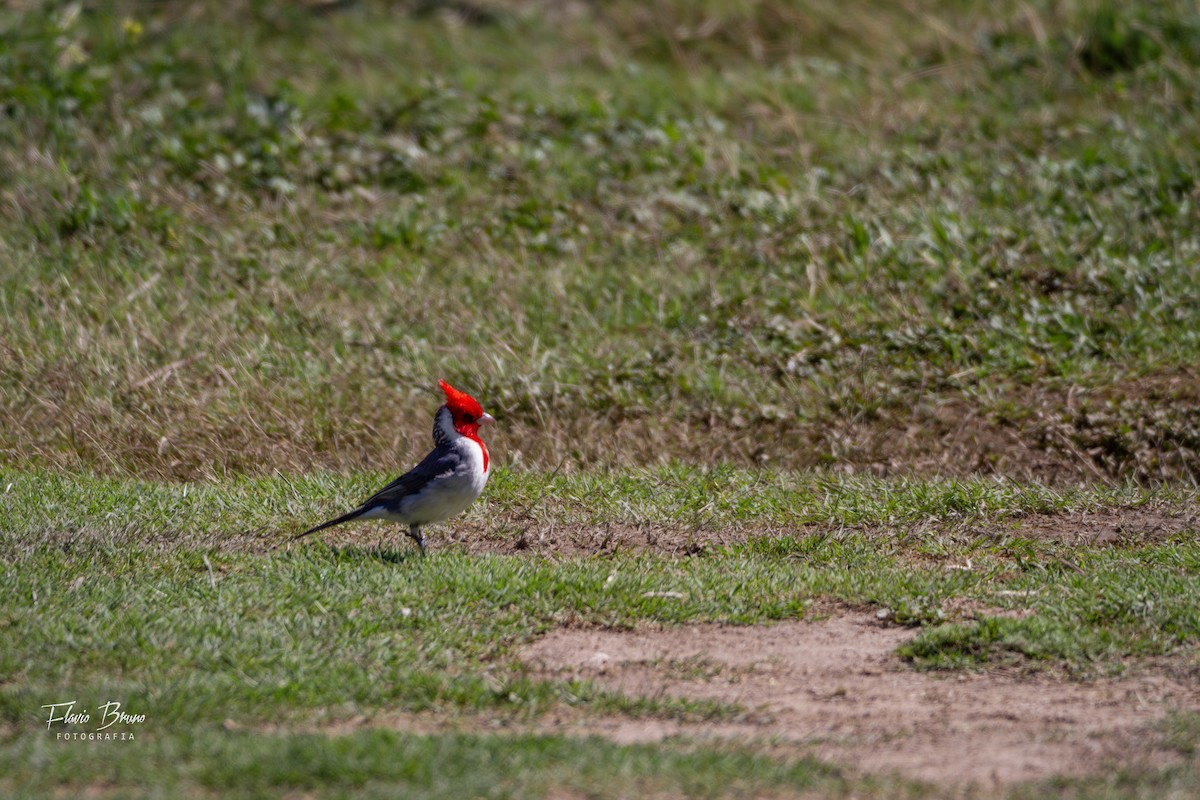 Red-crested Cardinal - Flavio Bruno