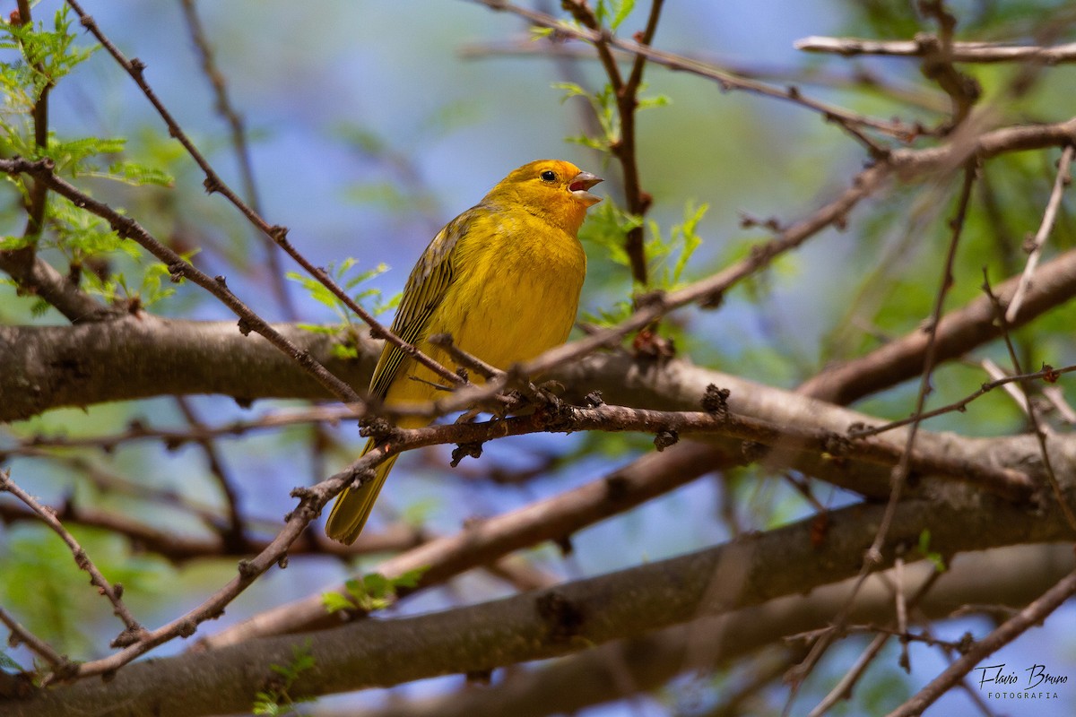 Saffron Finch - ML611409789