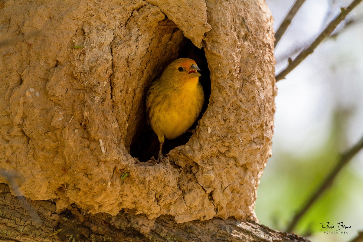 Saffron Finch - ML611409790