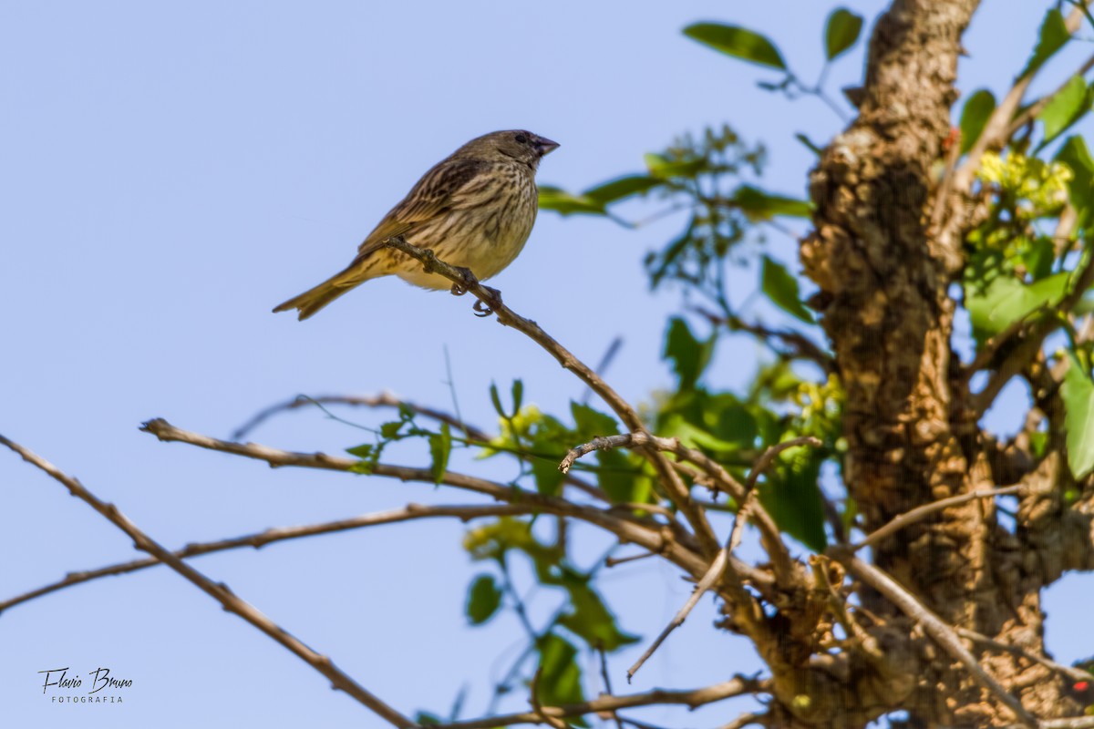 Saffron Finch - ML611409792