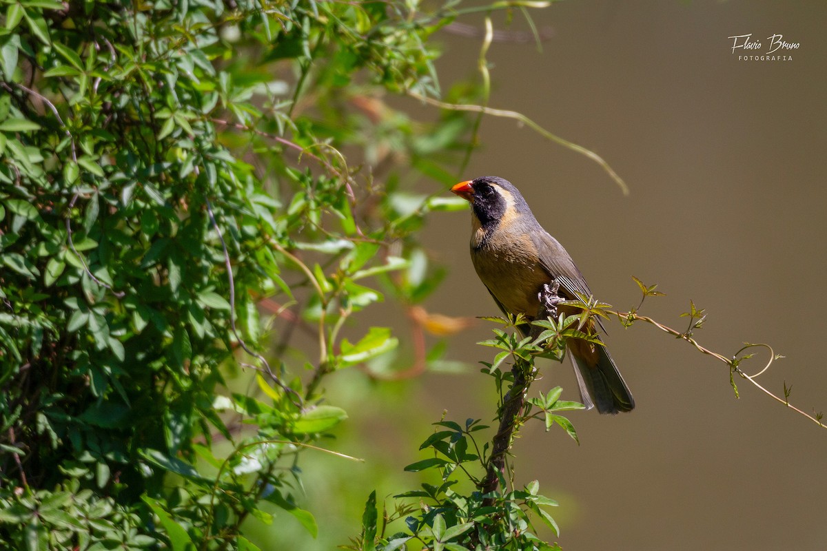 Golden-billed Saltator - Flavio Bruno