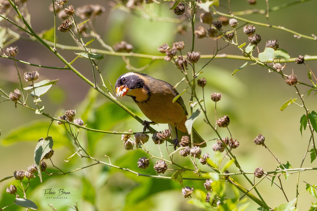 Golden-billed Saltator - Flavio Bruno