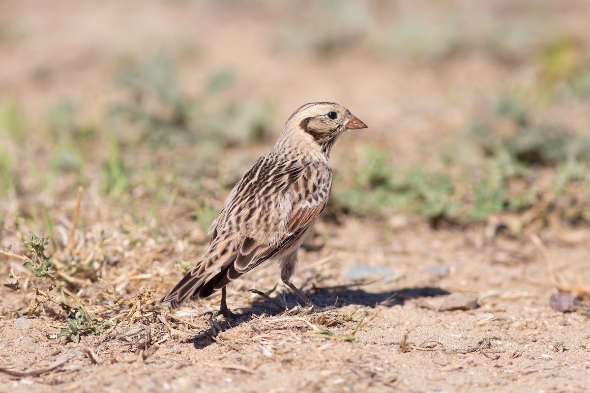 Lapland Longspur - Nathan French