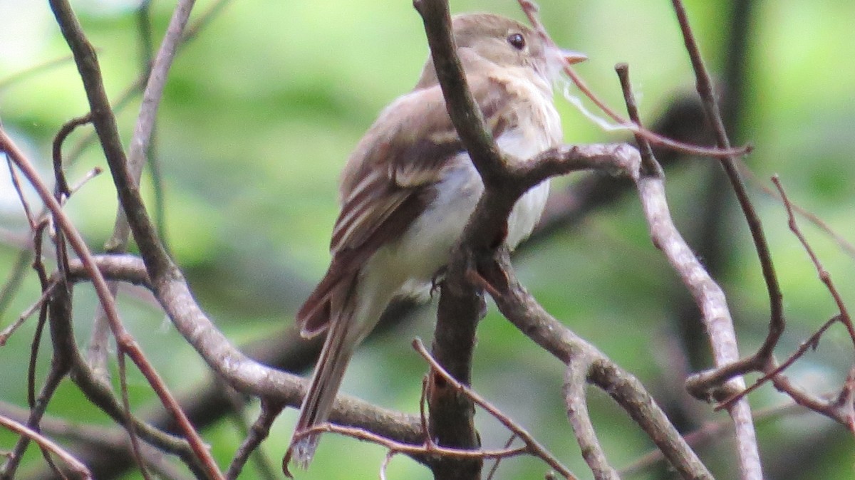 Acadian Flycatcher - ML61140991