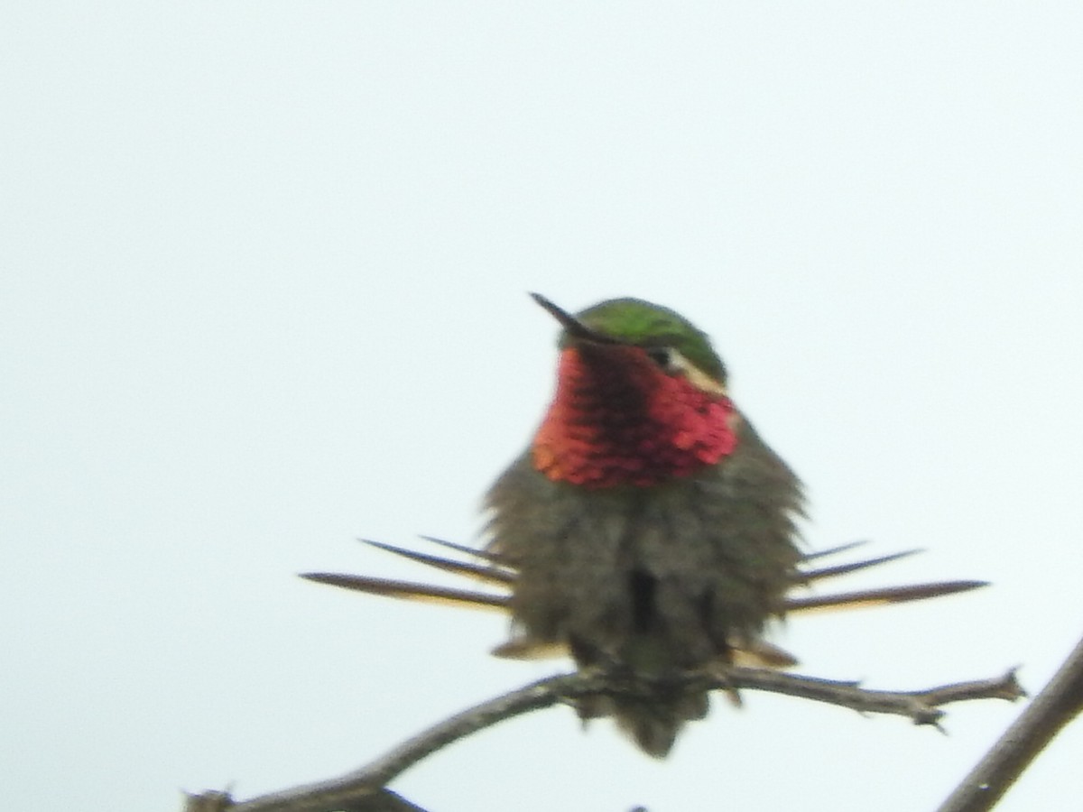 Colibrí Abejorro - ML611409913