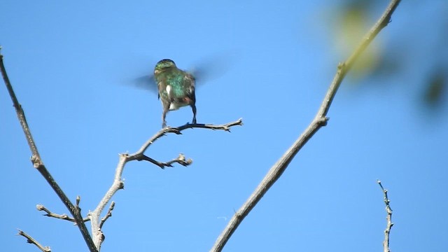 Colibrí Abejorro - ML611409918