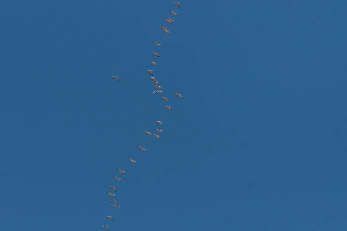 Sandhill Crane - ML611410027