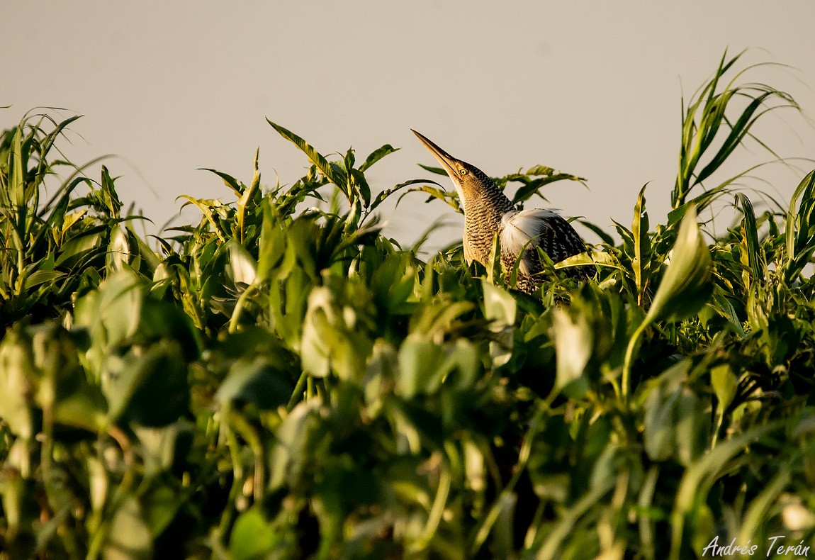 Pinnated Bittern - Andrés  Terán