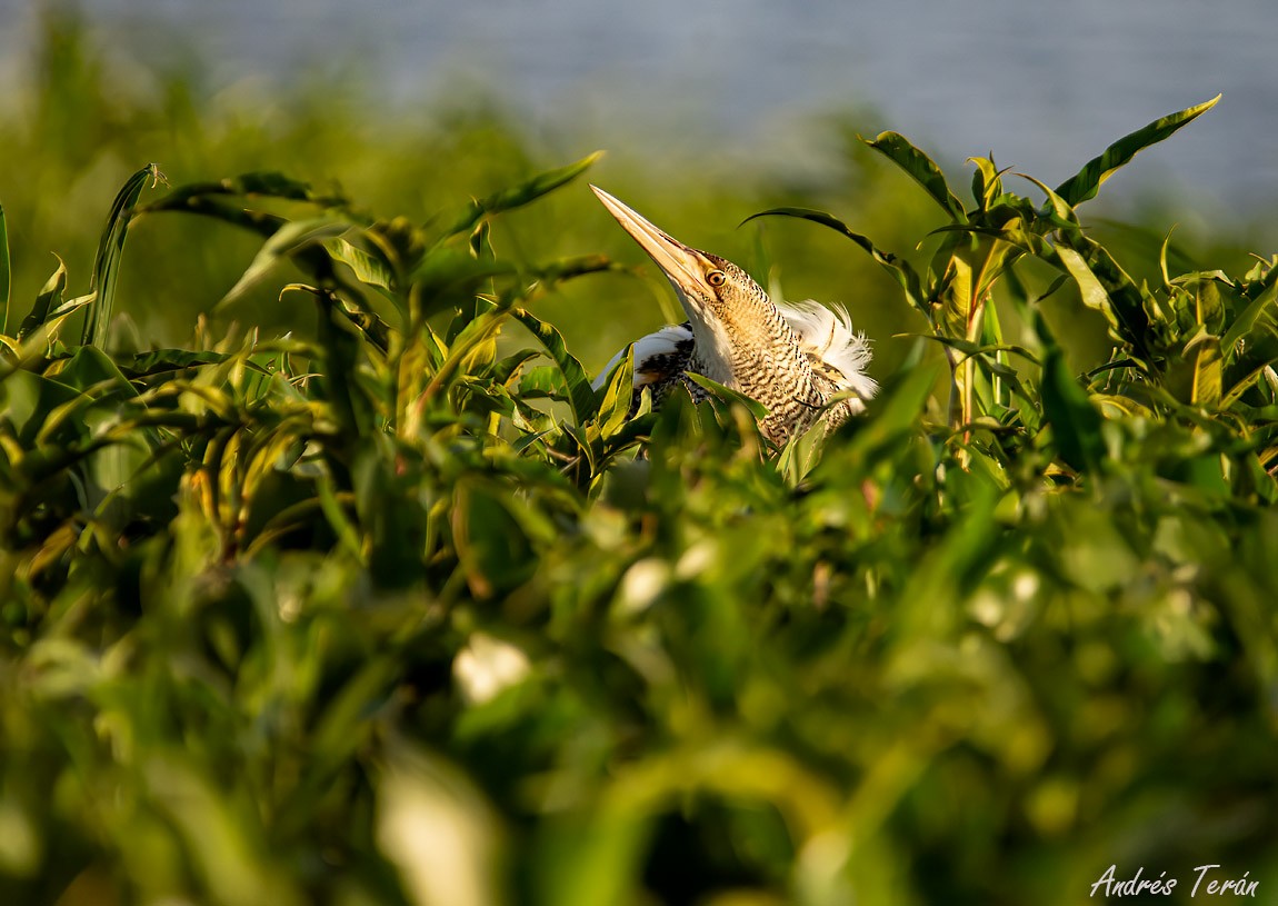 Pinnated Bittern - ML611410080