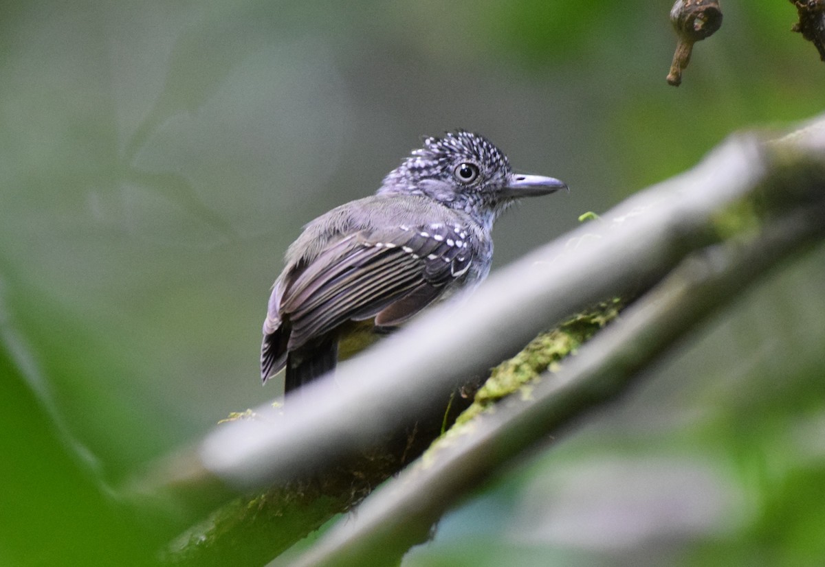 Spot-crowned Antvireo - ML611410082