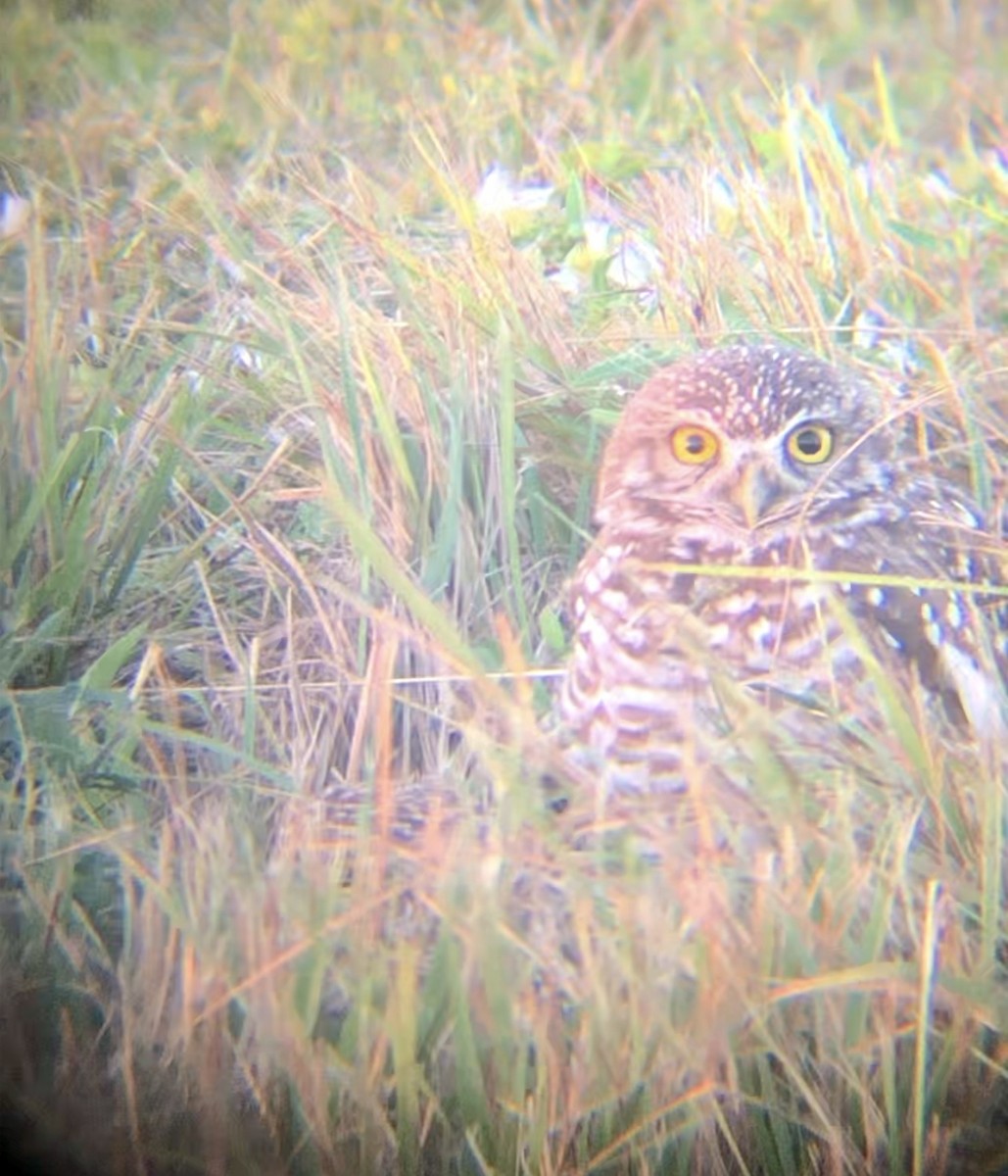 Burrowing Owl - ML611410152