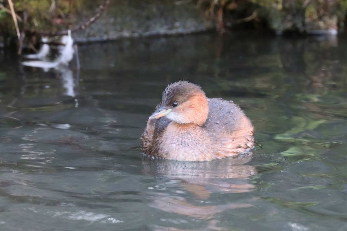 Little Grebe - Adrian Lakin