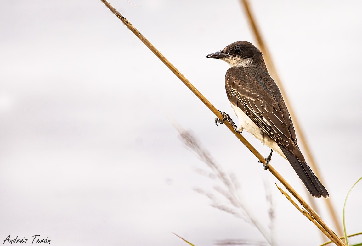 Eastern Kingbird - ML611410191