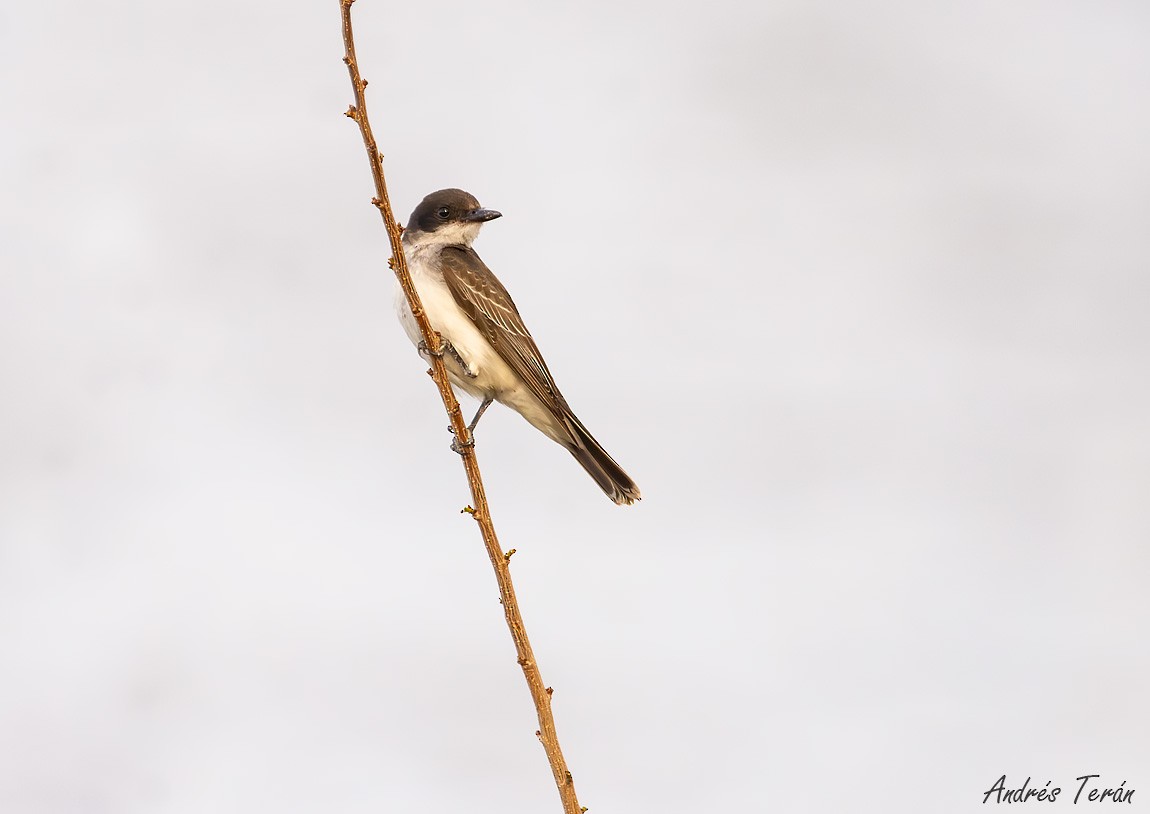 Eastern Kingbird - ML611410192
