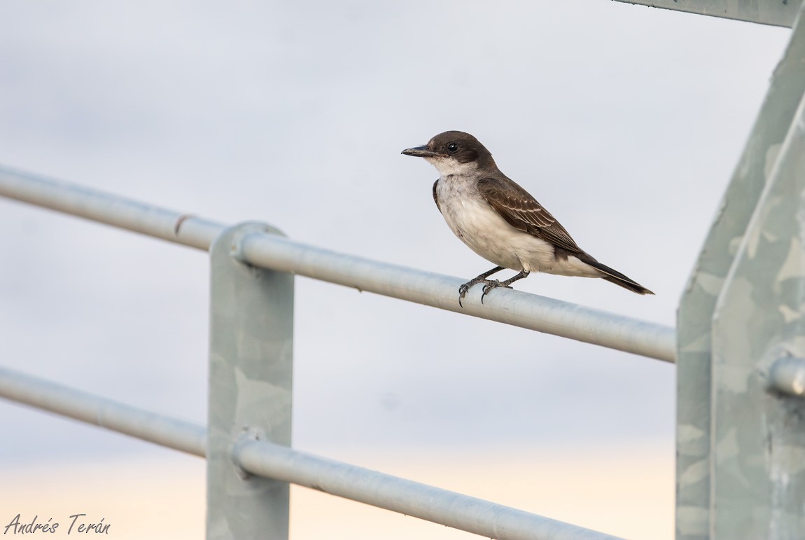 Eastern Kingbird - ML611410193
